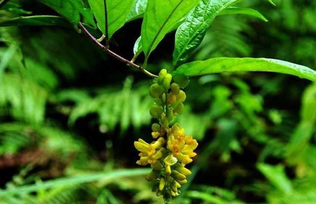 农村山区生长的一种植物,人称"观音串",女人日常泡茶喝特好