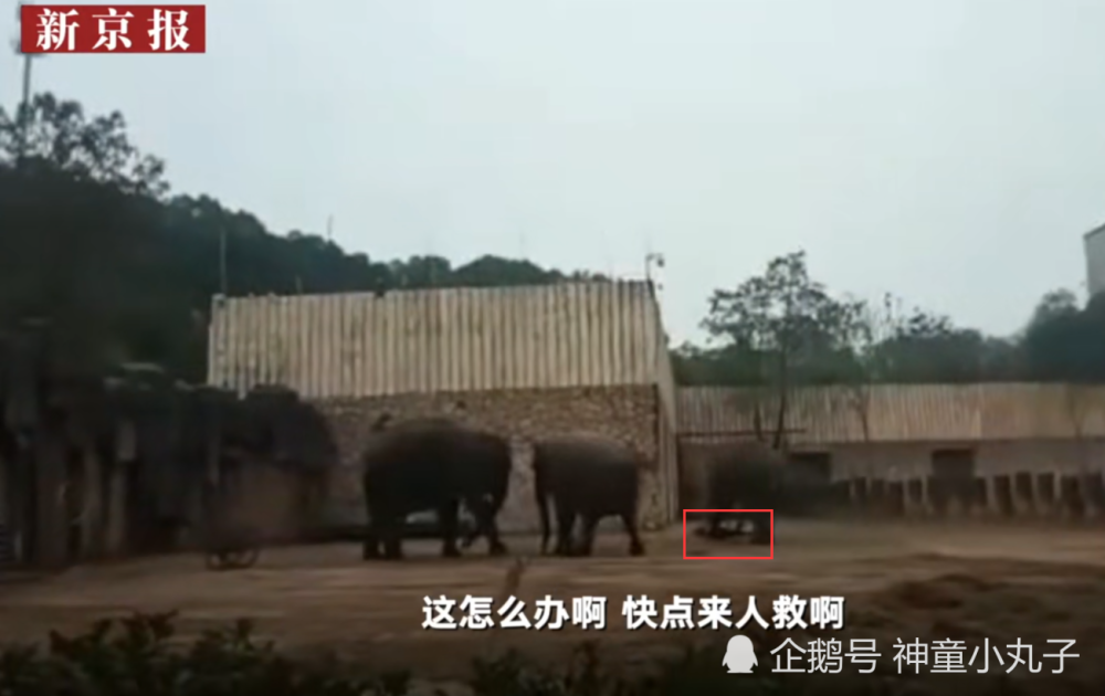 长沙生态动物园大象踩死驯兽员,官方:疑为大象发情导致!