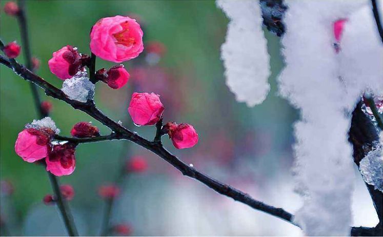 梅花香自苦寒来,诗词中的雪梅,太美了!