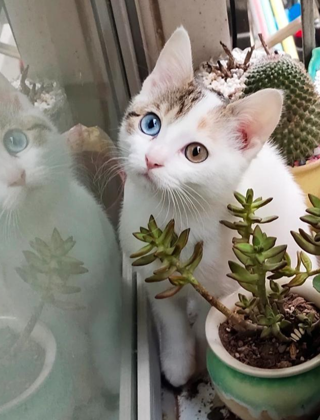 有人看见过异瞳三花猫吗?为什么会有这种猫咪存在