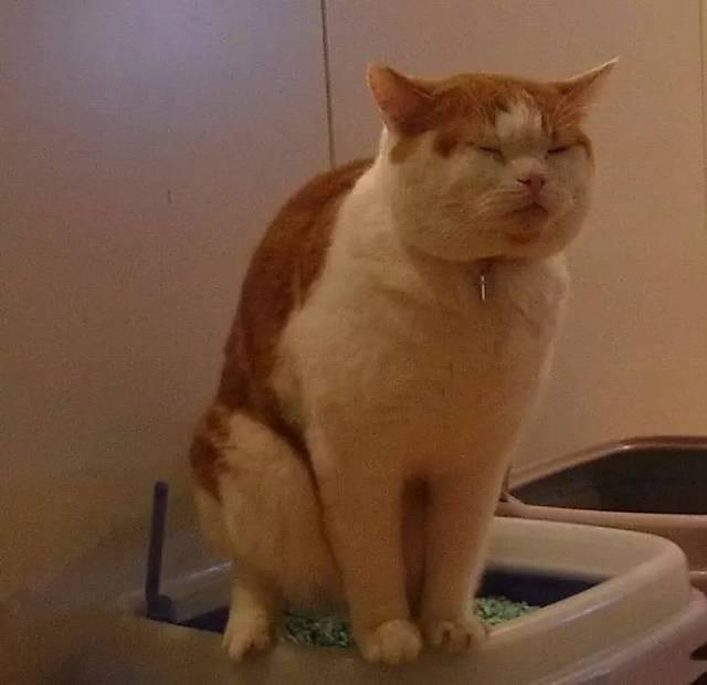 主人吃饭的时候 猫咪为什么喜欢拉屎
