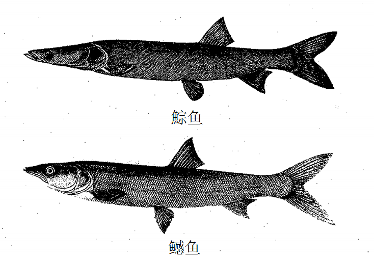 我国大型淡水鱼类,鯮鱼和鳡鱼,名副其实的水中霸王