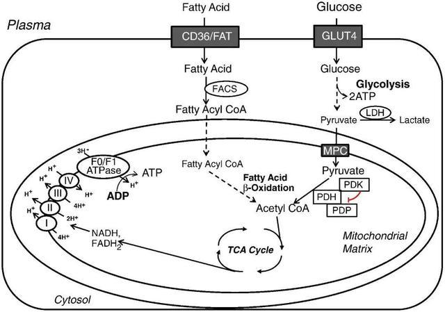 葡萄糖和脂肪酸呼吸代谢模型图