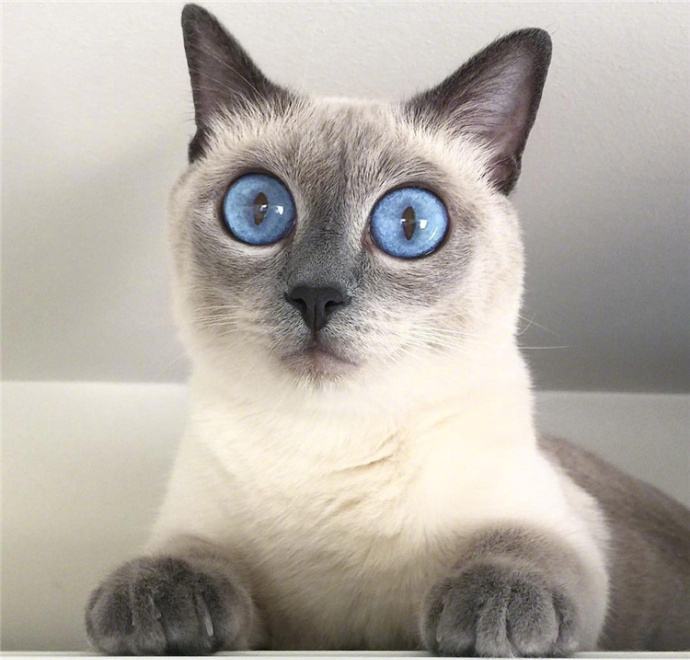 猫咪耳朵前面有一块毛发稀少,难道是秃了?其实藏着腺体的秘密