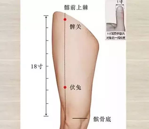 经络通,病无踪 【取穴位置】 在大腿前面,当髂前上棘与髌底外侧端的