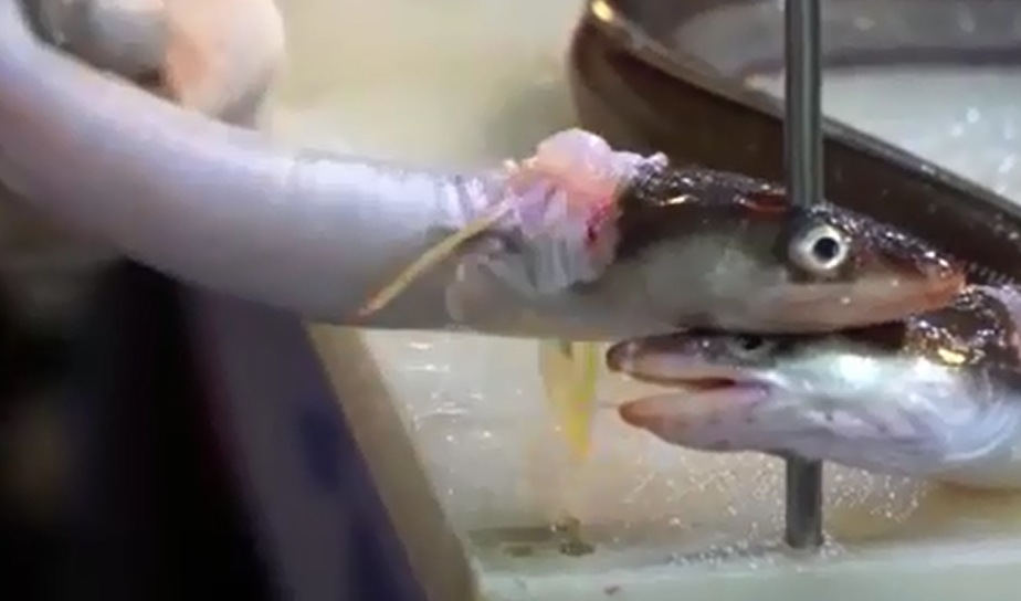 鳗鱼正要反咬一口,瞬间被处理得干干净净!