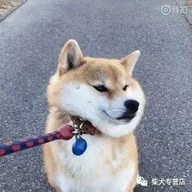 来自柴犬的倔强