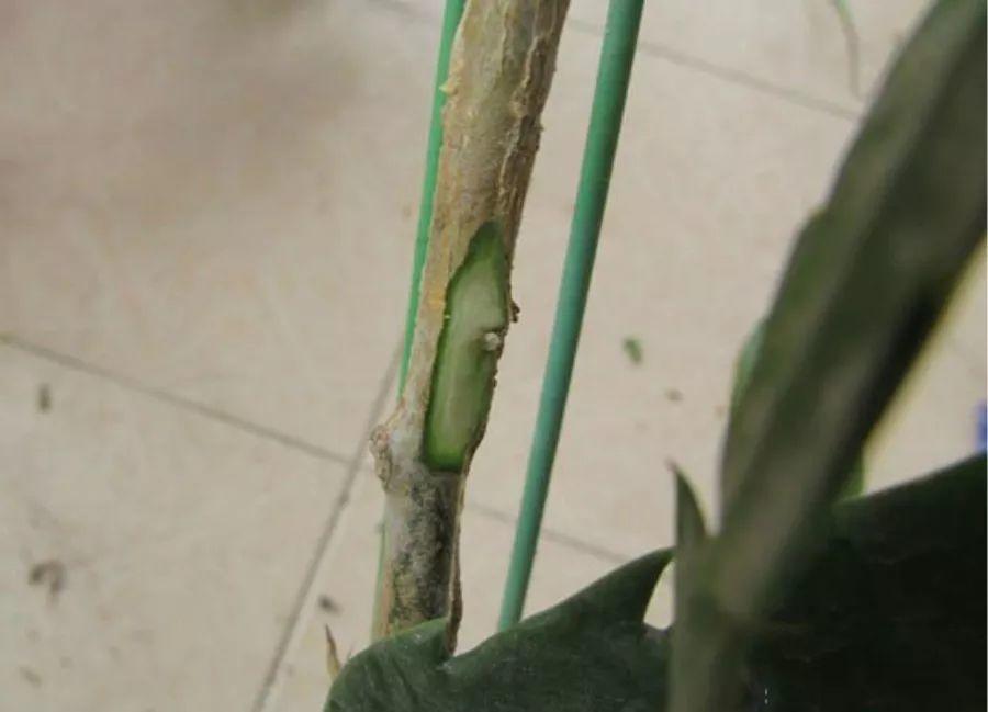 绿箩的茎剪下来怎么栽_绿箩的茎剪下来怎么栽_绿箩