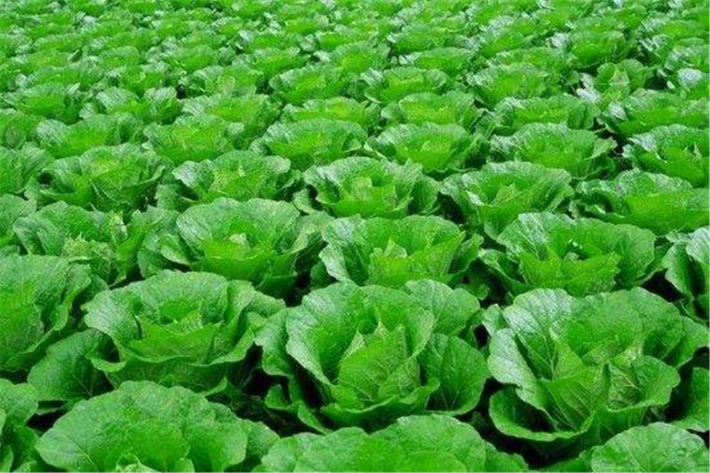 别把白菜种植想简单了,这些方面的管理跟不上,无利可图