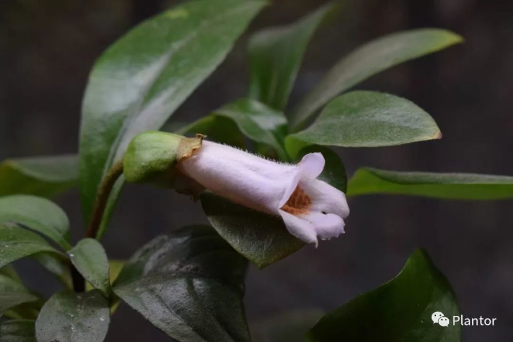 种花物语之陀螺果和苦苣苔