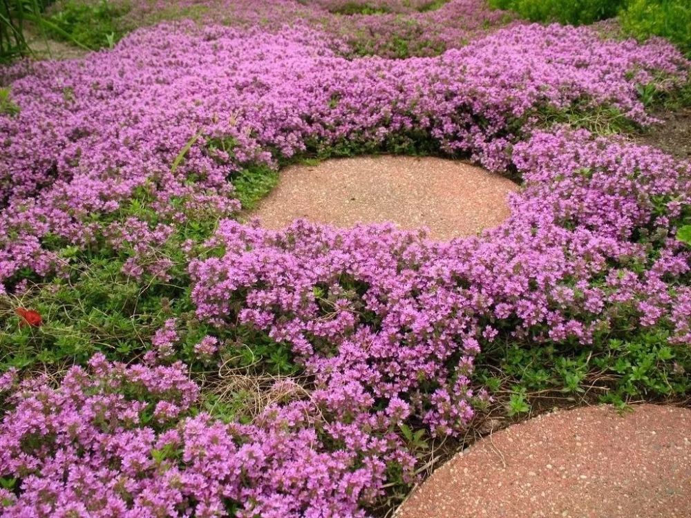 5种植株低矮的庭院花卉适合种在花坛的边缘处种一丛最是好看