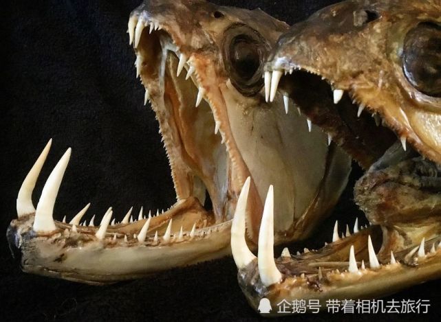 看看这些满嘴獠牙的"怪兽",你能想象它们来自于鱼类吗?