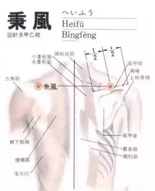 [定位] 在肩胛部,岗上窝中央,天宗直上,举臂有凹陷处.