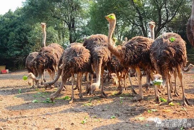 全州一奶仔养殖非洲鸵鸟赚大钱啦!最大的有150多斤