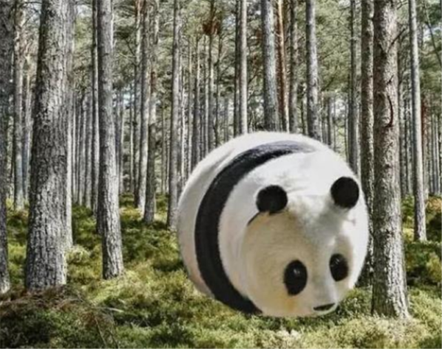 因为大熊猫就是因为胖嘟嘟的才显得可爱,这样则显得更加的可爱了.