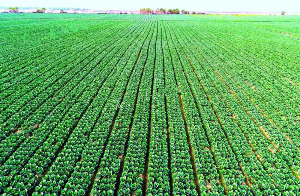 嘉鱼县潘家湾镇蔬菜种植核心区,无人机航拍的湖北金润农业蔬菜基地.