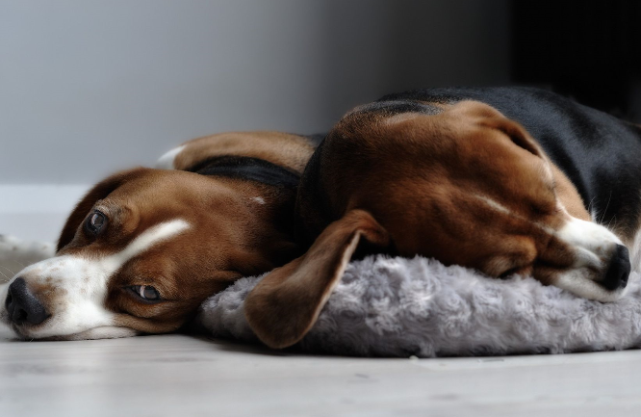 比格犬高清精美壁纸,清新可爱的比格犬