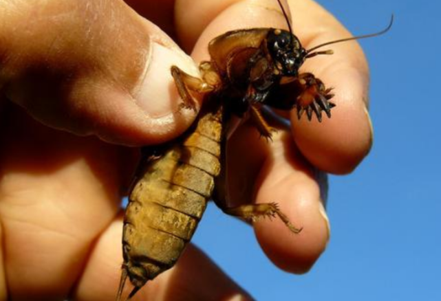 在农村,被称为"海陆空"的昆虫,如今能卖上百块一斤,它