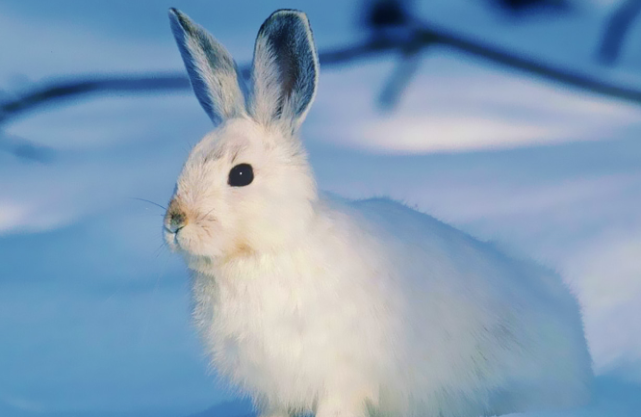可爱兔子高清精美壁纸,超萌的可爱小兔子