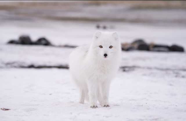 北极狐高清精美壁纸,浑身雪白的可爱小家伙