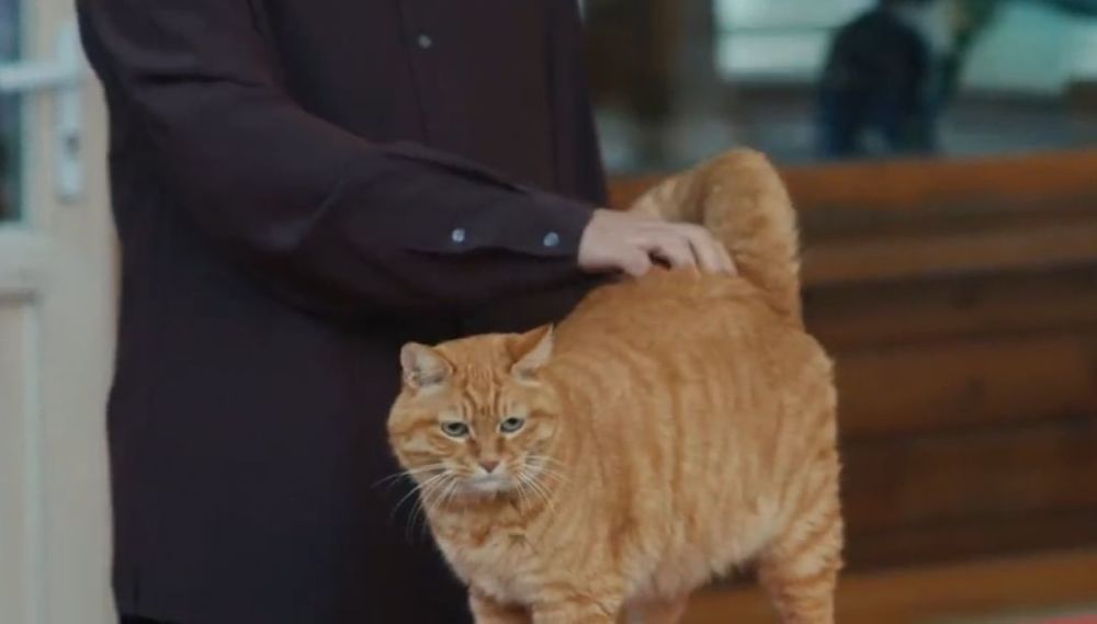 见的人越多,马未都更喜欢和家里的猫玩,他觉得跟猫打交道,比跟人轻松