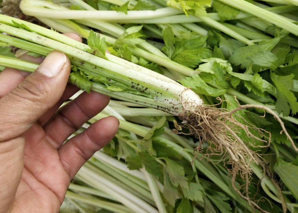 芹菜菌核病的防治方法 1,土壤消毒,育苗的苗床以及定植棚内,每亩地用