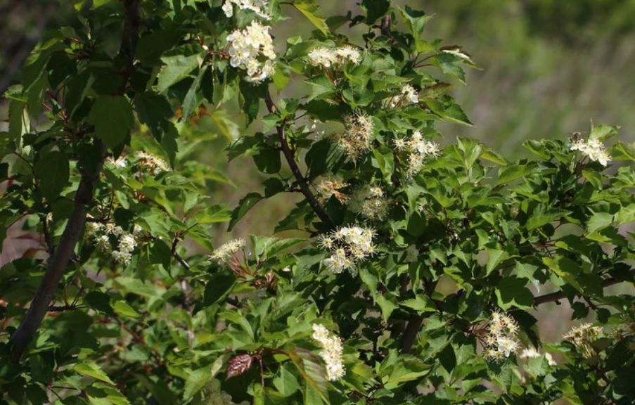 我国吉林长白山地区特有的珍稀植物:山楂海棠