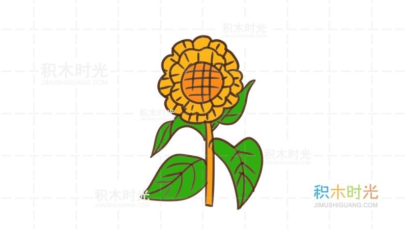 总苞片多层,叶质,覆瓦状排列,被长硬毛,夏季开花,花序边缘生中性的