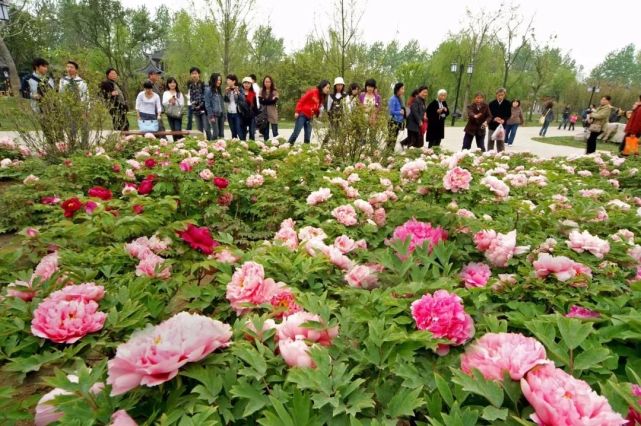 湖南省森林植物园今日起免费开放,最强"赏花攻略"送上