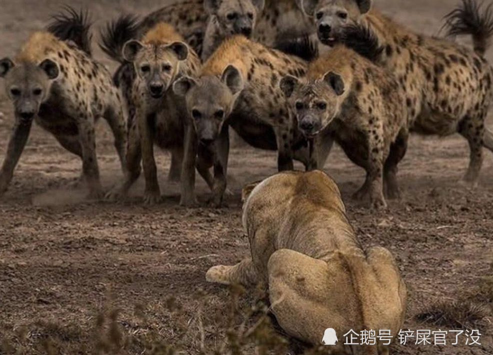 狮子不吃鬣狗老虎不吃狼这是为什么动物学家它们是不愿意吃