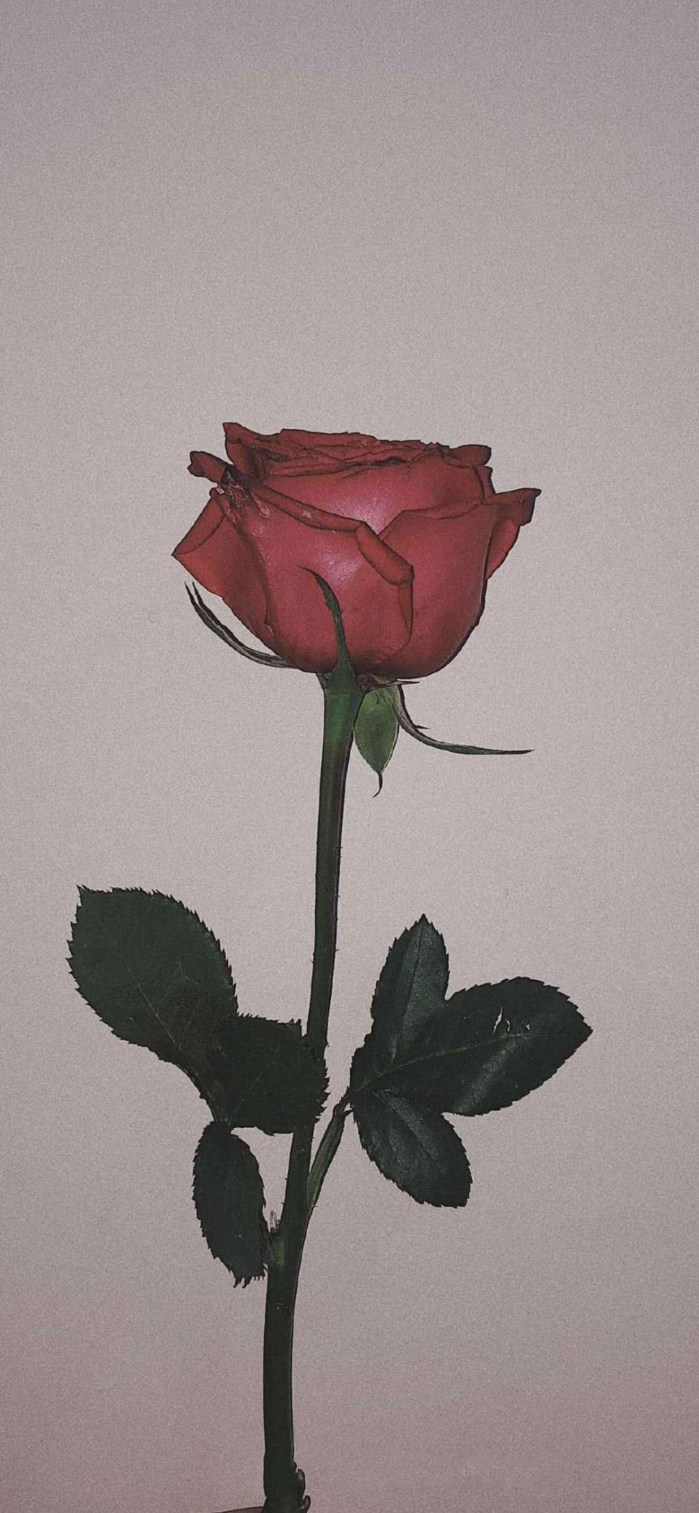 每一个女孩子都值得一支玫瑰花,每一个女孩都应该有自己的唯一