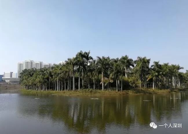 坪山聚龙山生态,湿地公园