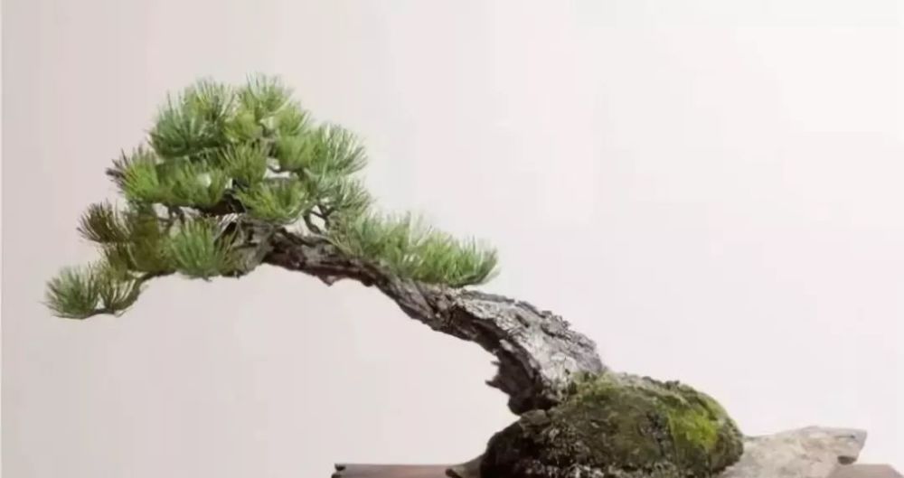 盆景横桩,卧式低头之美