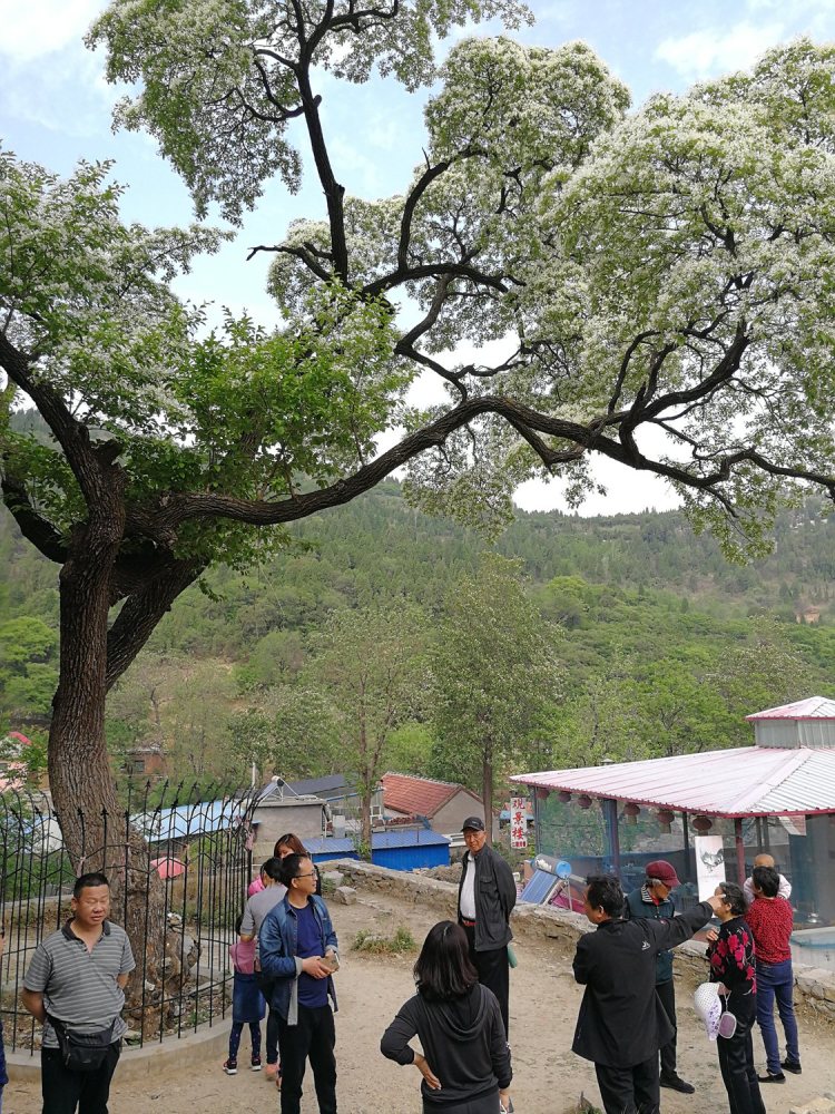 济南深山发现降龙木中国仅有一棵比黄花梨还珍贵能辟邪解毒