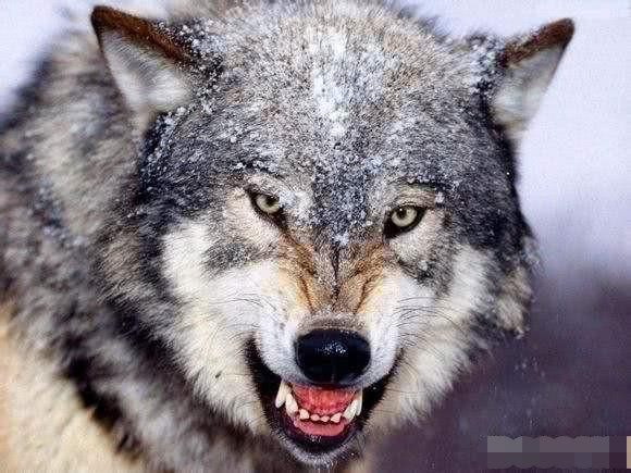 最凶猛的北美灰狼与"雪山之王"雪豹谁更厉害?答案可能