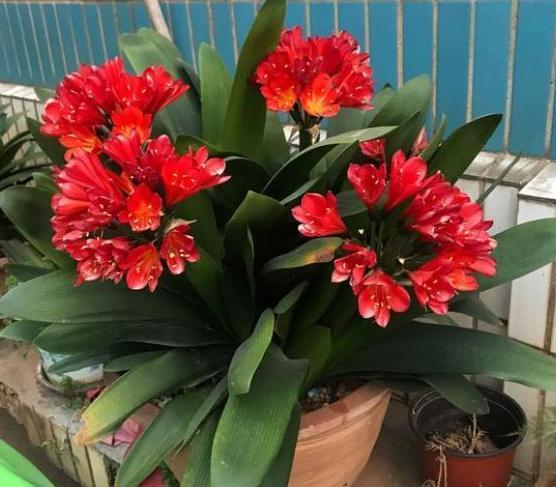 如何养好年宵花君子兰?对4个要点上心,植株一次开花上