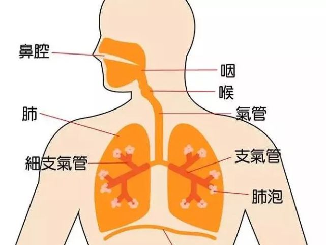 我们人体的气管分为左右主支气管,然后再进入肺叶分为肺段支气管,肺