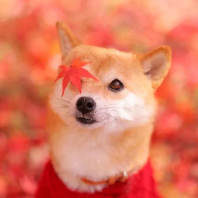 可爱搞怪柴犬头像 你站的方向风吹过来都是暖的