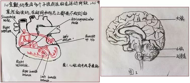 对于cpr过程中心脏按压频率为什么是 100-120 次/分,学生们通过