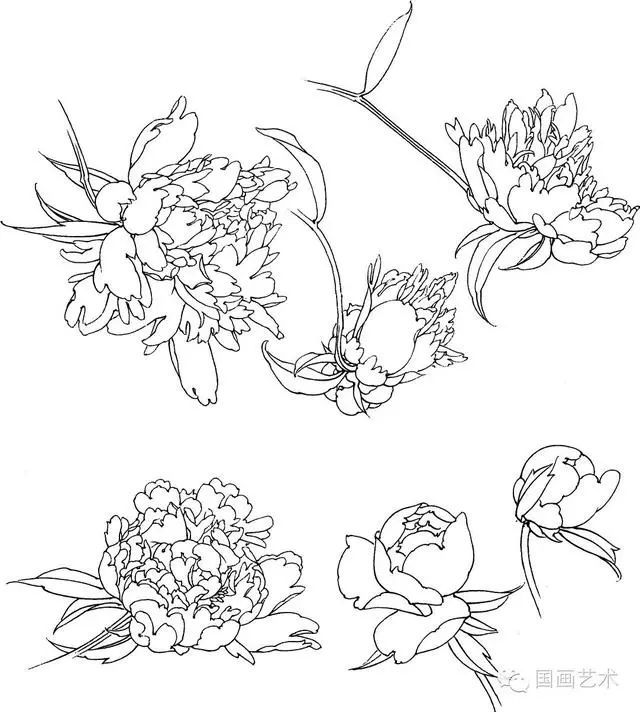 书画联盟丨工笔白描花卉写生方法 及一组白描花卉素材