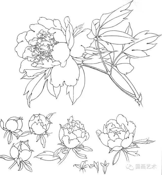 书画联盟丨工笔白描花卉写生方法 及一组白描花卉素材