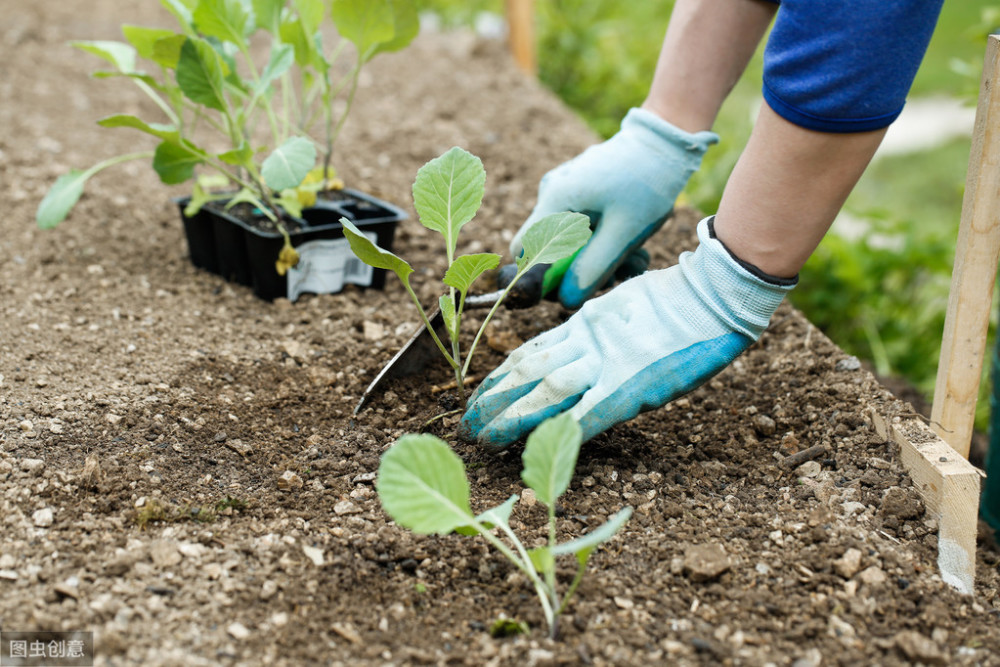 首先,要重视基肥 在农作物的生长过程中,土壤是否肥沃是决定蔬菜种植