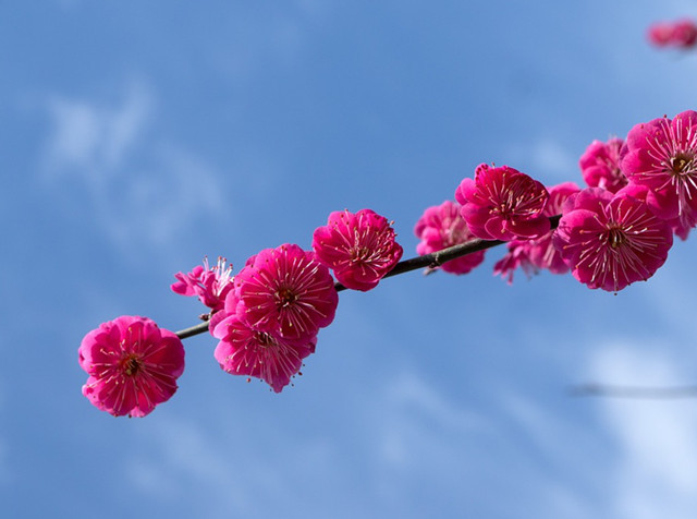 最牛,最全的梅花品种大全来了!