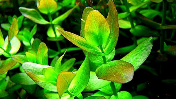 水草小百科——粉虎耳