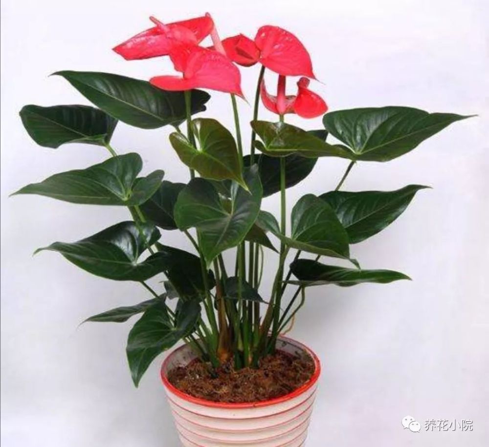 红掌不开花,简单掌握几个养护技巧,开得又多又鲜艳