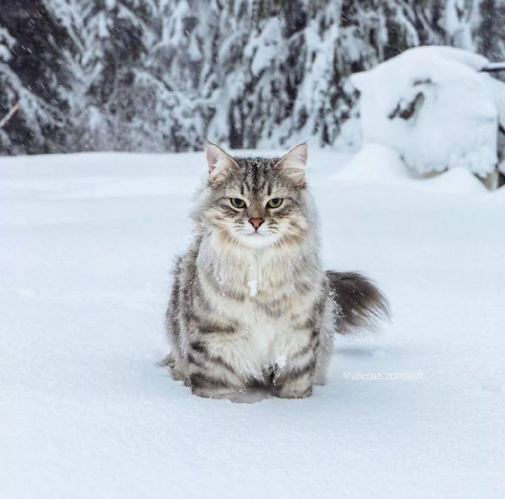 在温哥华林间雪地上漫步的西伯利亚森林猫,太好看了!