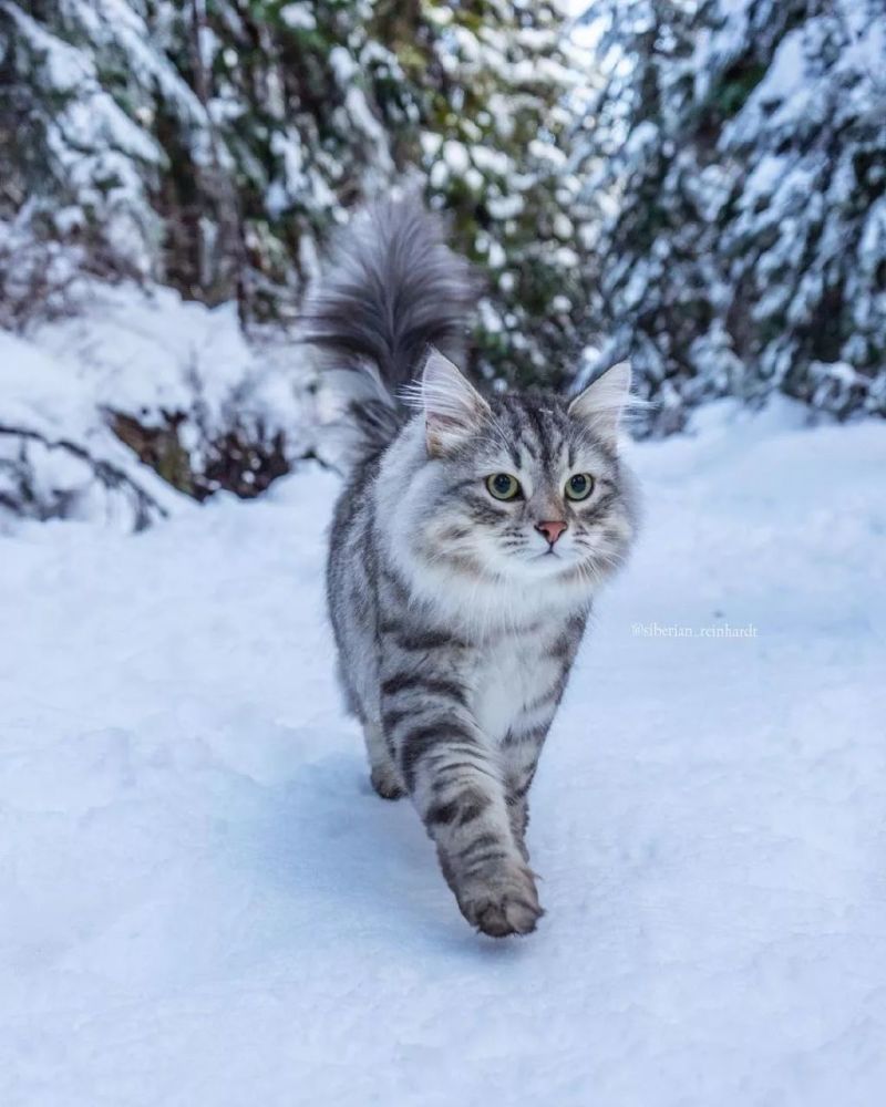 在温哥华林间雪地上漫步的西伯利亚森林猫太好看了