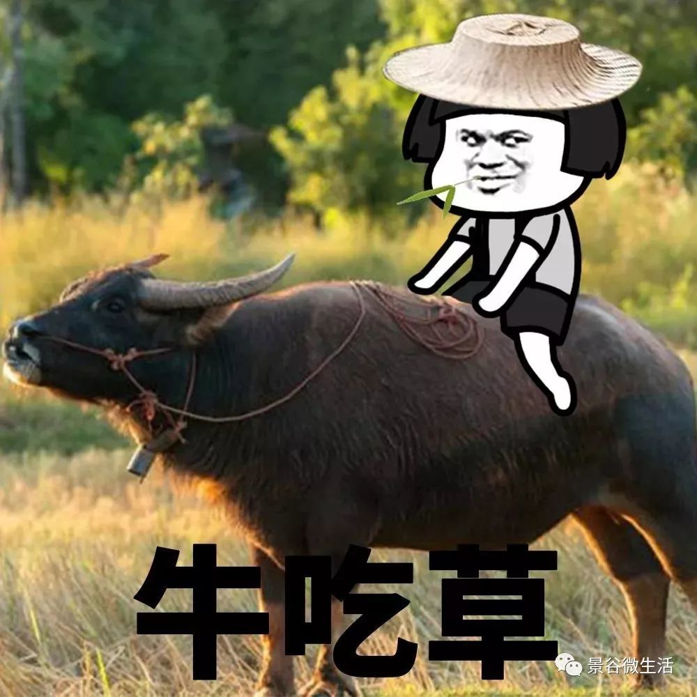 好想去放牛,牛吃草,我睡觉…… 自动播放  进入广告 广告被拦截插件