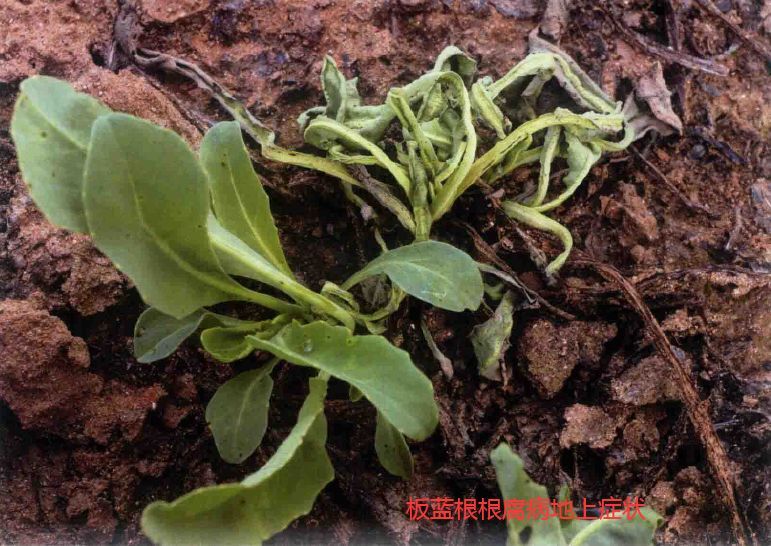 中药材病虫害之——板蓝根根腐病