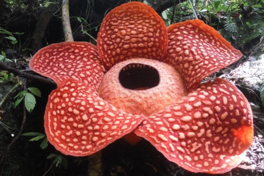世界上最大的花朵:世界上最大的花朵,在印尼盛开